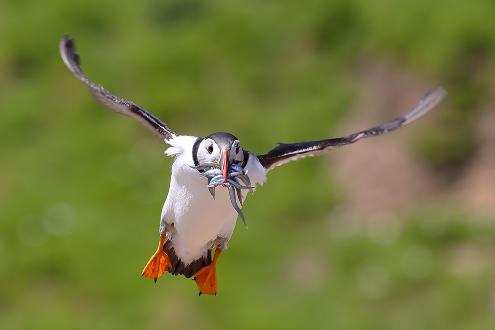 Puffin